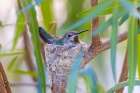 Black-chinned hummingbird female on nest, Pima County, Arizona. Art Print